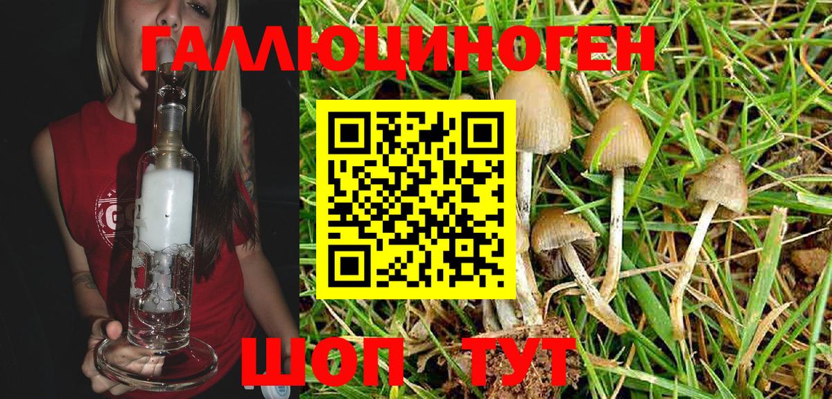 Галлюциногенные грибы Psilocybine cubensis Калуга